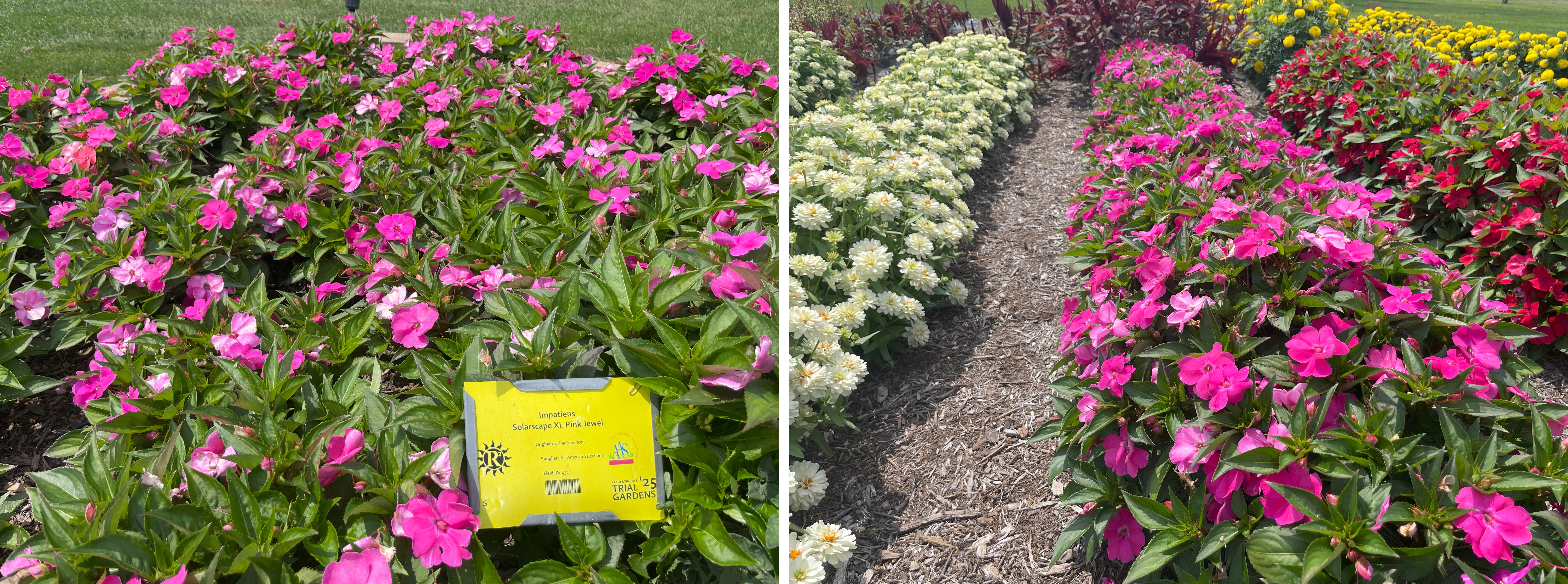 Trial garden beds with rows of flowering annuals, including bright pink impatiens labeled &lsquo;Solarscape XL Pink Jewel,&rsquo; planted alongside creamy white zinnias, deep red impatiens, and golden-yellow marigolds.